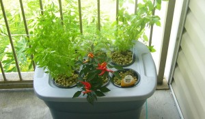 Hydroponics: The Answer To Small Urban Spaces
