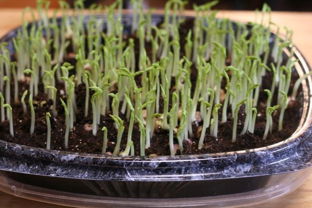 How to Grow an Indoor Micro Green Garden