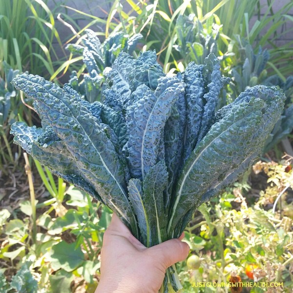 Lacinto Kale from the garden